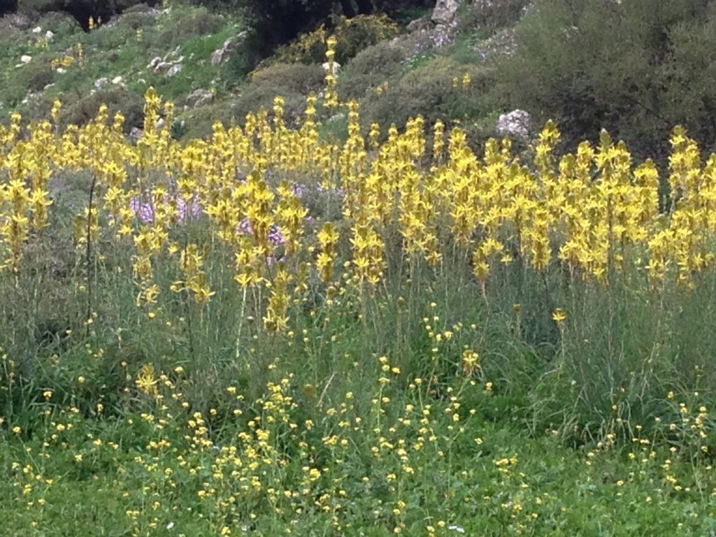 1-3-13 טיול בשניר ודישון 045