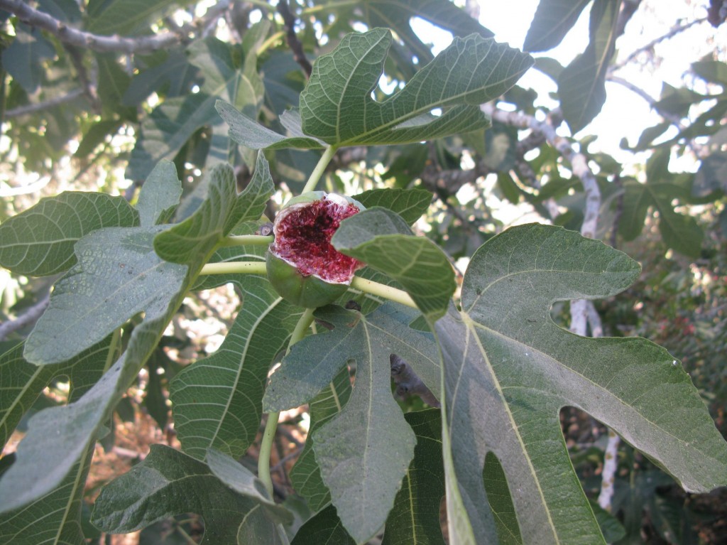 התאנה היא הפרי הכי ארוטי