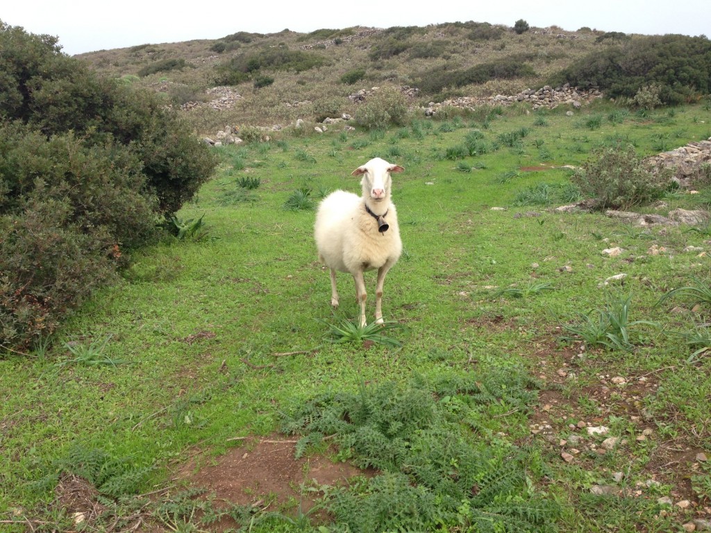 קיתירה 29-11-10-12-14 200