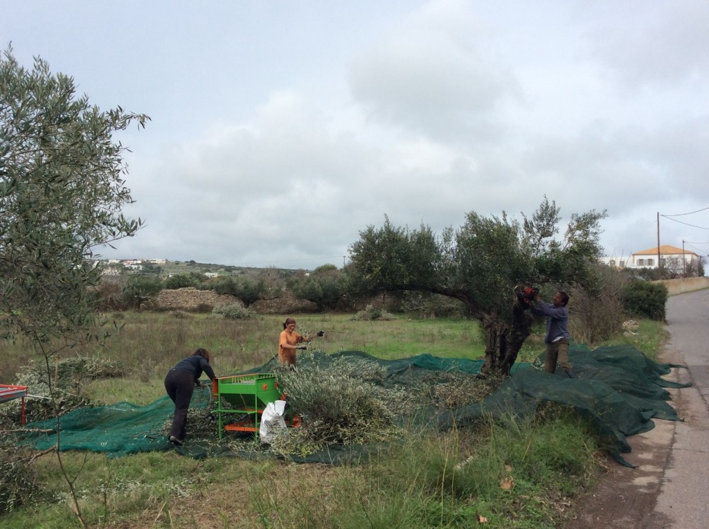 קיתירה 3 030 - עותק