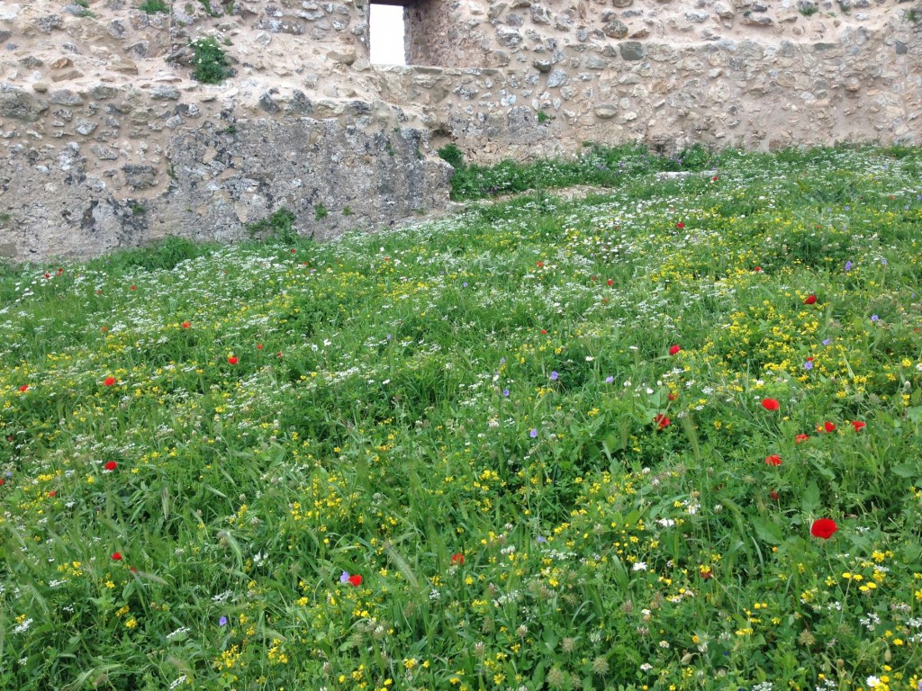 קיתירה באביב אייפון 5-20 לאפריל 2015 049