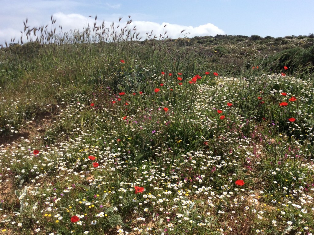 קיתירה באביב 5-21 לאפריל 2015 946