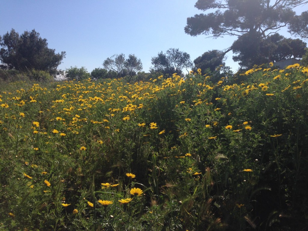 חרציות 5-20 לאפריל 2015 191