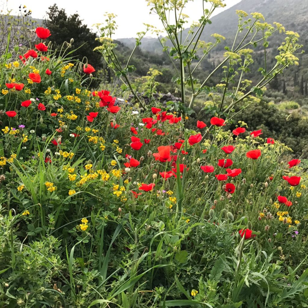 אתונה-קיתירה19-3-10-4-17איפון 364