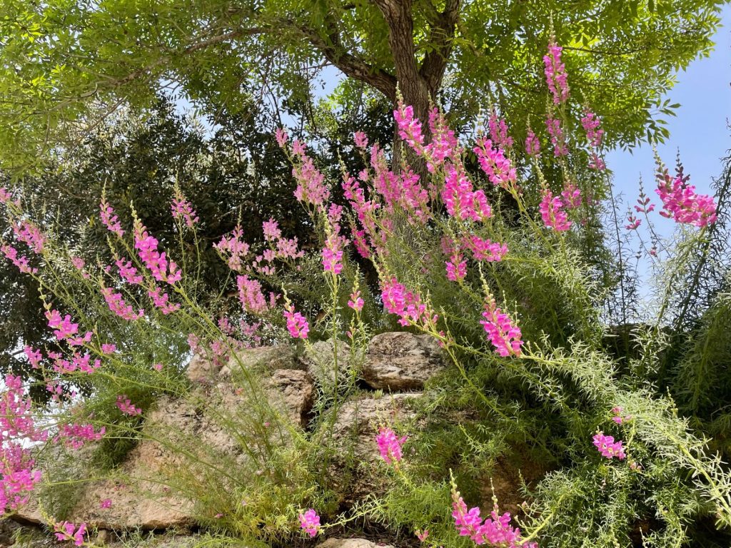 בהשראת גינת בר פורחת התחלתי לאסוף זרעים