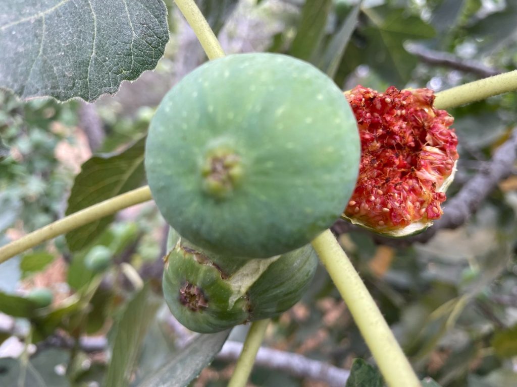 המרדף אחרי תאני בוקראתי