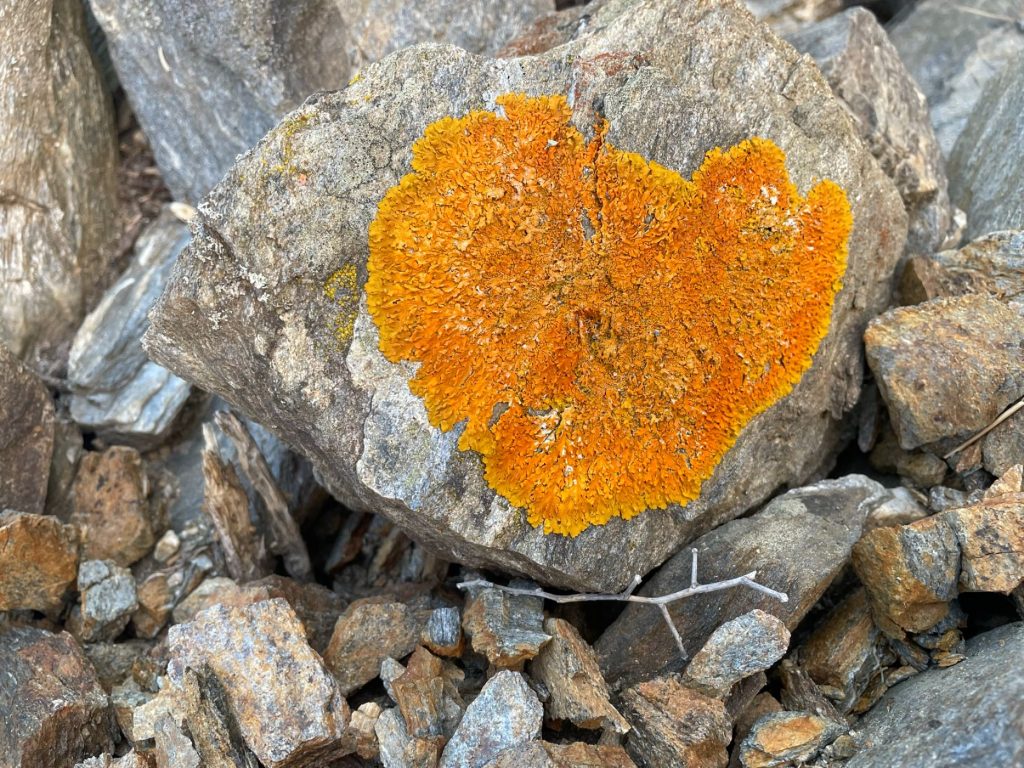קיר חדש מתכתב עם קיר ישן
