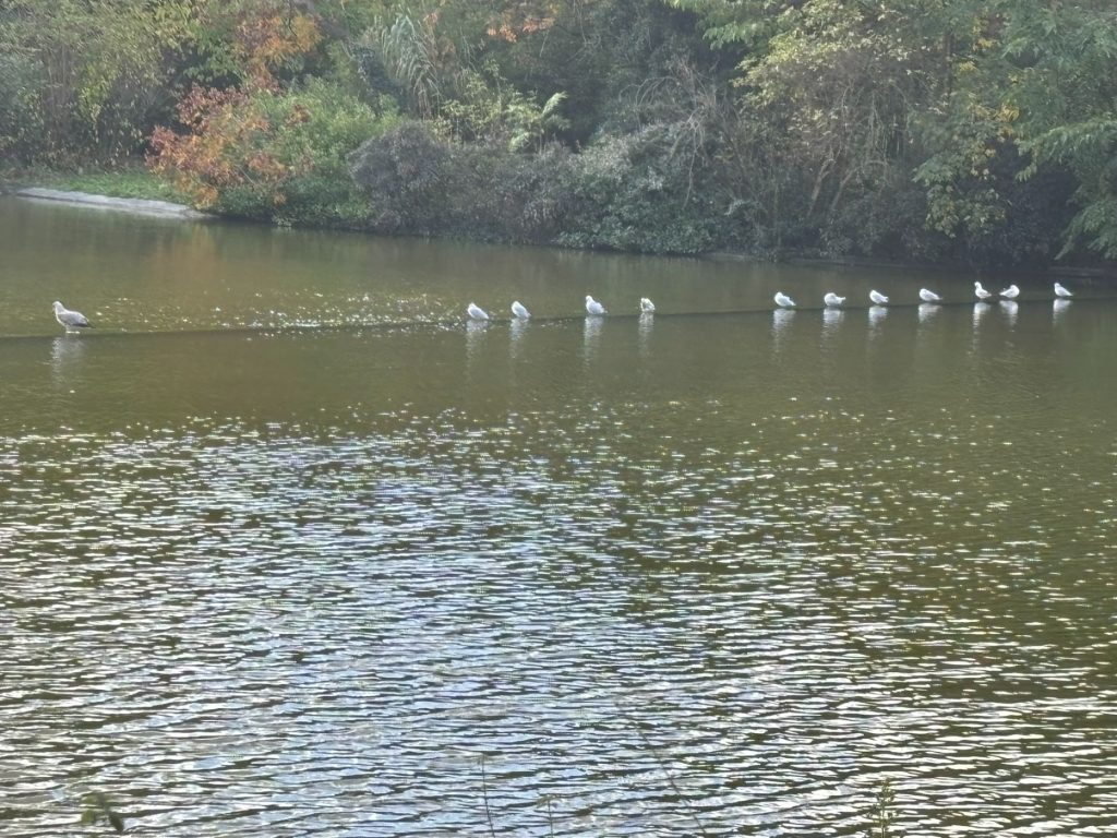 פרק מונסורי