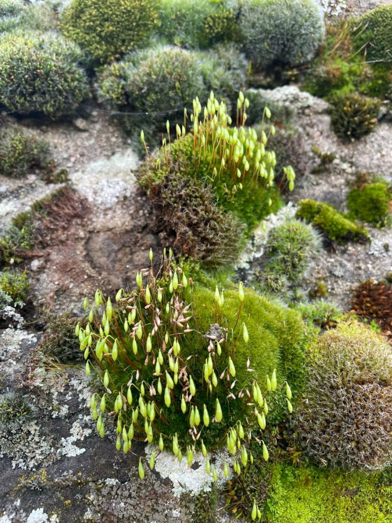 כמה סיבות להנאה מצילום בטבע
